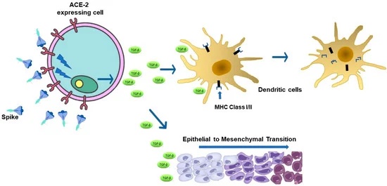 Les inconvénients immunologiques associés à la traduction puissante de l’ARNm du vaccin actuel contre la COVID-19 peuvent être surmontés par des vaccins muqueux